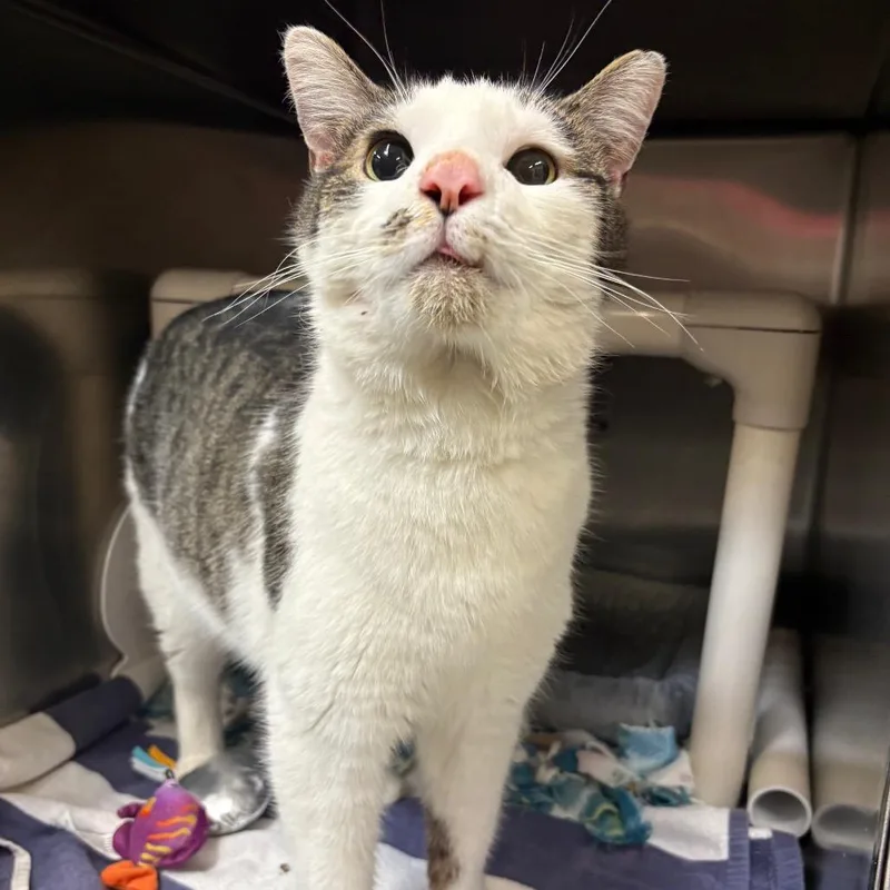 A senior large-sized male White Domestic Short Hair cat named Yams for adoption in Mentor, OH