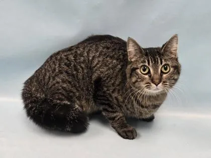 A young small-sized female Domestic Short Hair cat named Willow for adoption in Coon Rapids, MN