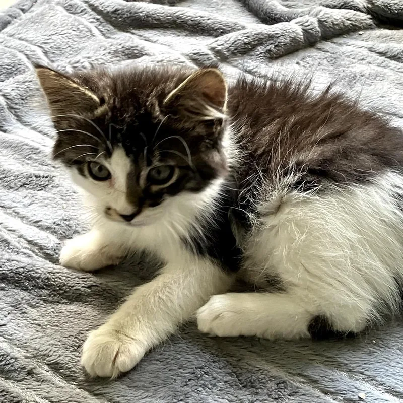 A baby small-sized male Domestic Medium Hair cat named Barack for adoption in Cumming, GA