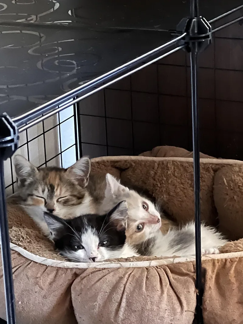 A baby medium-sized female Domestic Medium Hair cat named Caramel Delight for adoption in Reno, NV