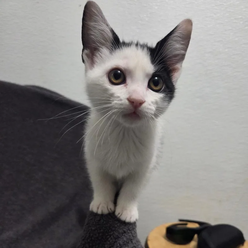 A baby small-sized male Black Domestic Short Hair cat named Carnegie for adoption in Brea, CA