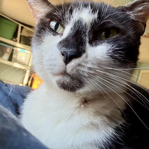 A senior medium-sized male Domestic Short Hair cat named Buddy for adoption in Seven Valleys, PA