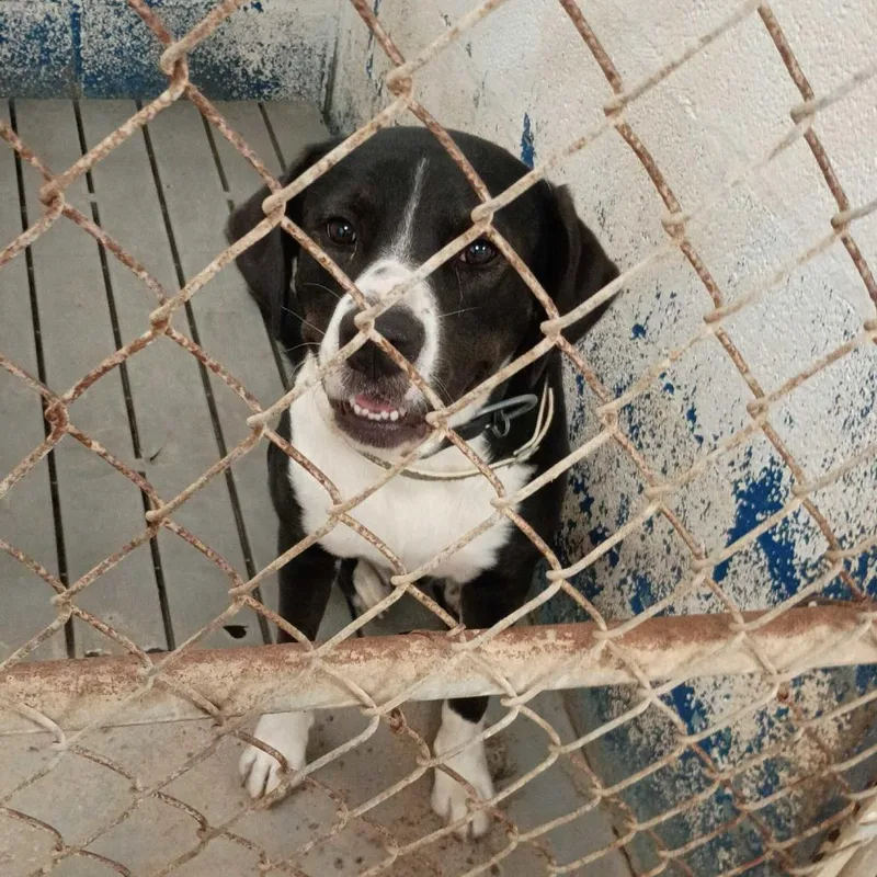An adult medium-sized male Black Shepherd dog named Badger for adoption in Edinburg, TX