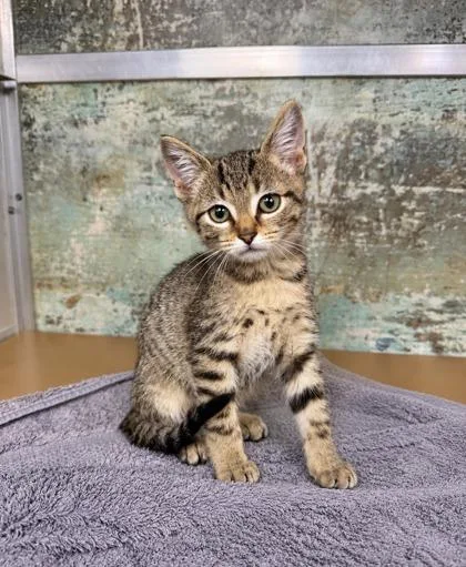 A baby small-sized male Domestic Short Hair cat named Basil for adoption in Paducah, KY