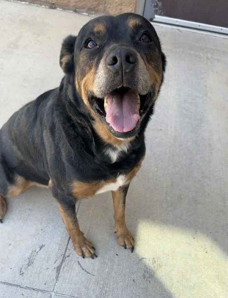An adult large-sized male Rottweiler dog named Ghost for adoption in Seward, NE