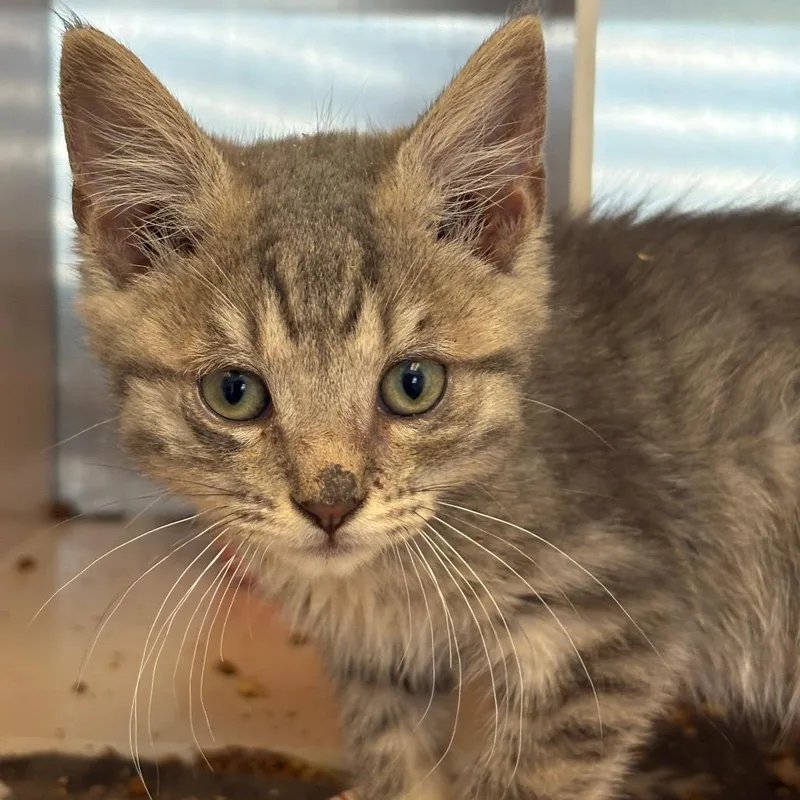 A baby small-sized female Gray / Blue / Silver Domestic Short Hair cat named Leshawna for adoption in Newark, NJ