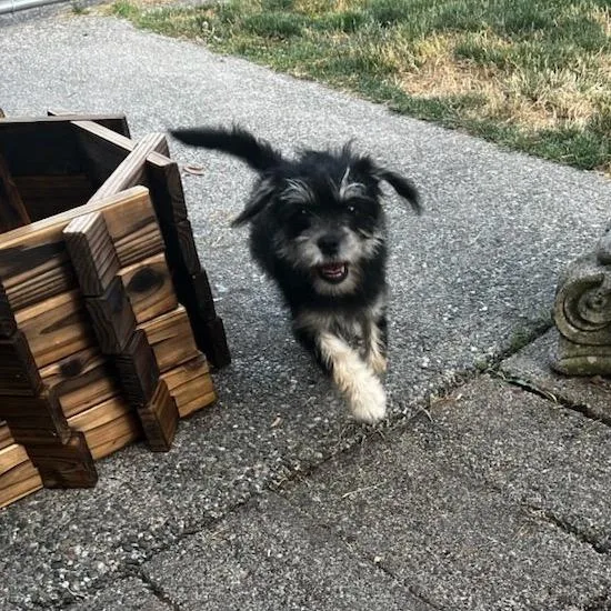 A baby small-sized female Black Terrier dog named Jelly Bean for adoption in Tacoma, WA