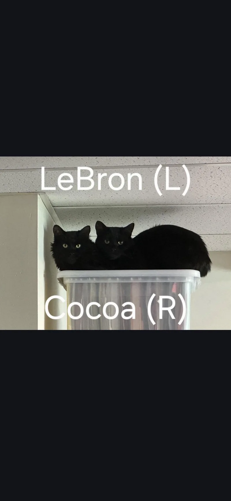An adult large-sized female Domestic Short Hair cat named Lebron for adoption in Canton, CT
