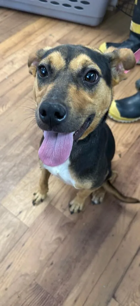 A young medium-sized female Terrier dog named Meeka for adoption in Fayetteville, TN