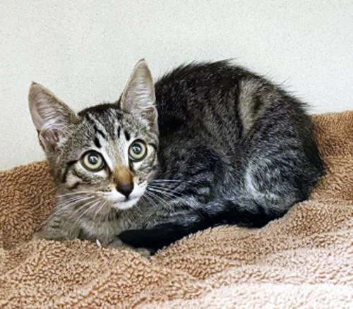 A baby medium-sized male Tabby (Brown / Chocolate) Domestic Short Hair cat named Jessie for adoption in San Clemente, CA
