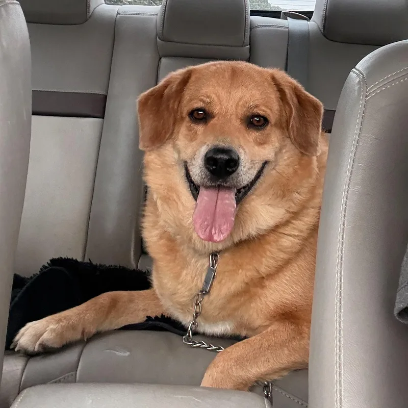An adult medium-sized female Golden Retriever dog named Goldie for adoption in Pacific, MO