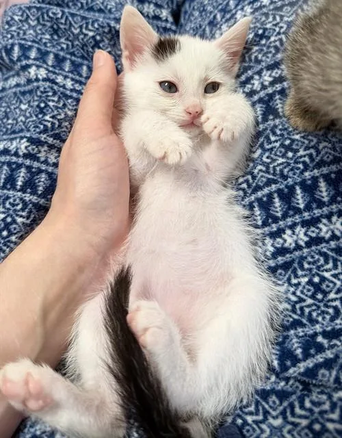 A baby small-sized female Domestic Short Hair cat named Clover for adoption in Riverside, CA