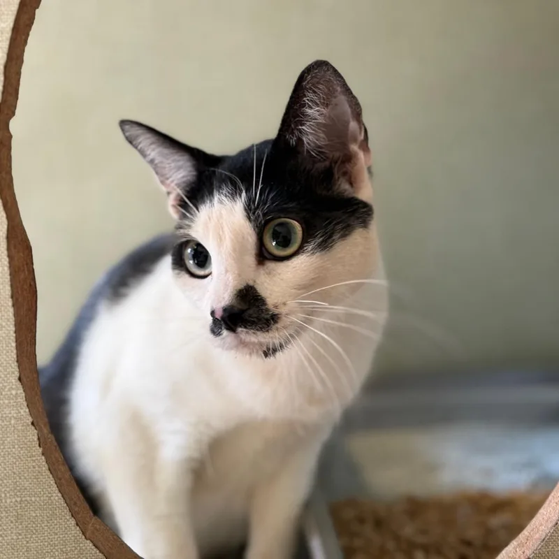 A young large-sized female White Domestic Short Hair cat named Smudge for adoption in Glenwood Springs, CO