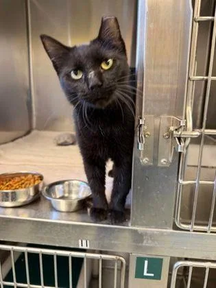 An adult medium-sized female Domestic Short Hair cat named Lovey for adoption in Williamsport, PA