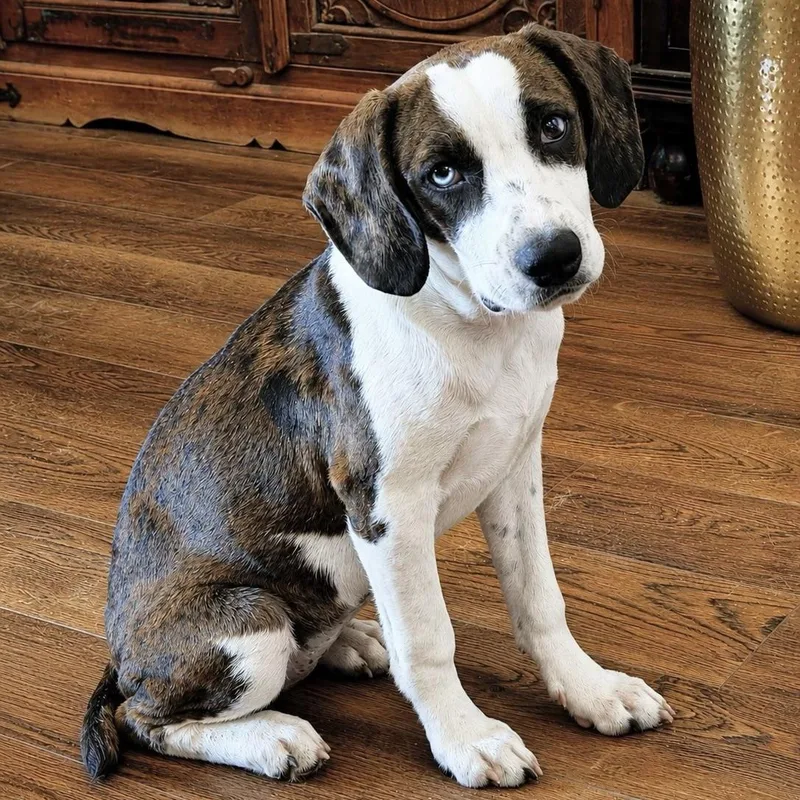 Darla