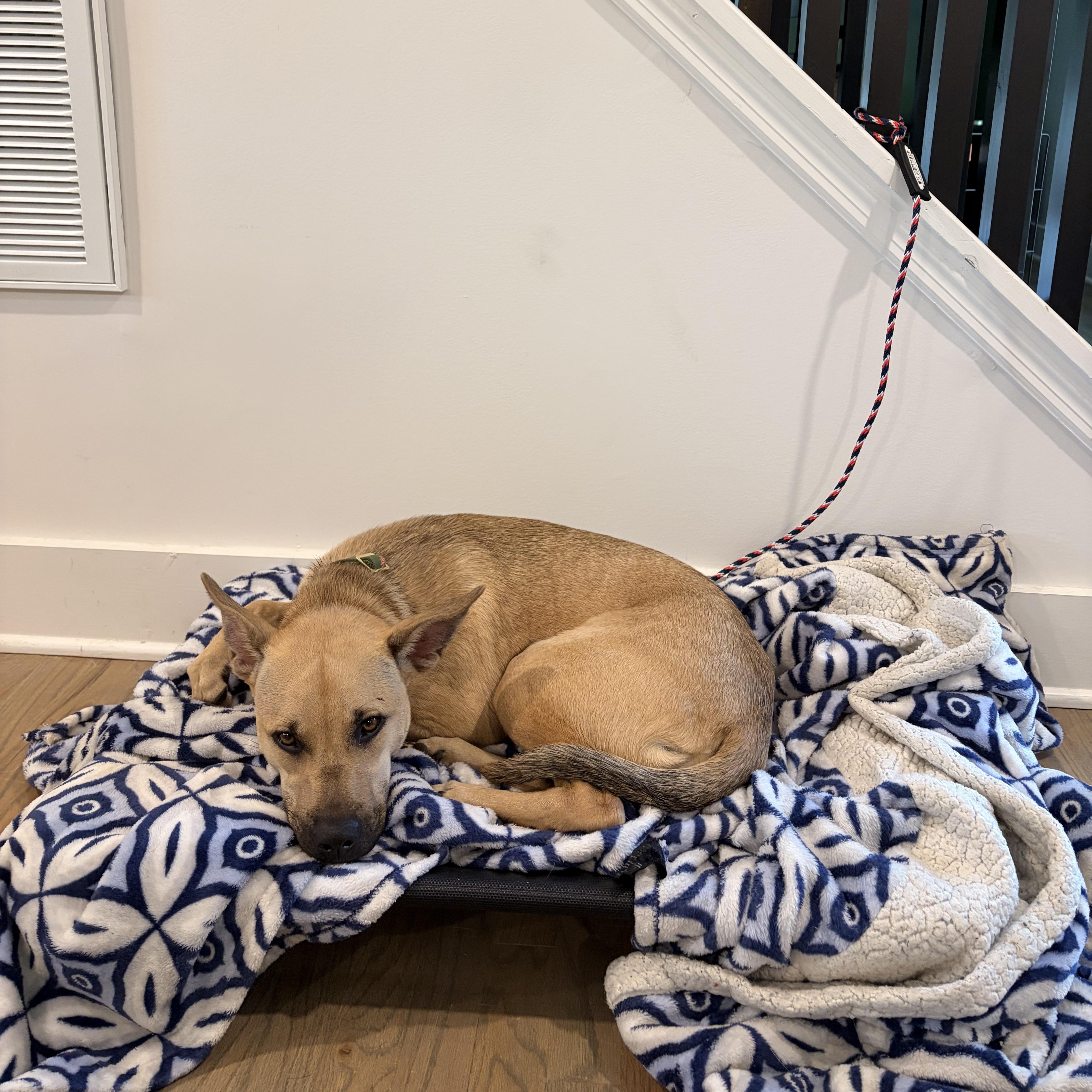 A baby medium-sized female Apricot / Beige Black Mouth Cur dog named Kelly for adoption in Marietta, GA