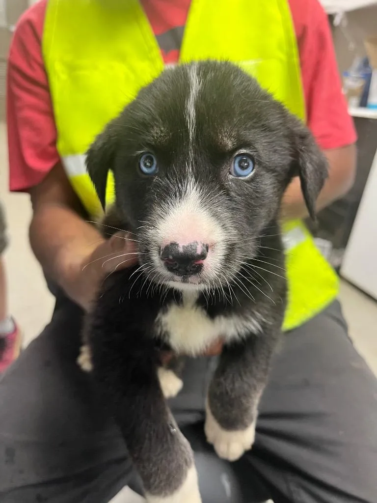 A baby small-sized male Husky dog named Gary for adoption in Hopkinsville, KY