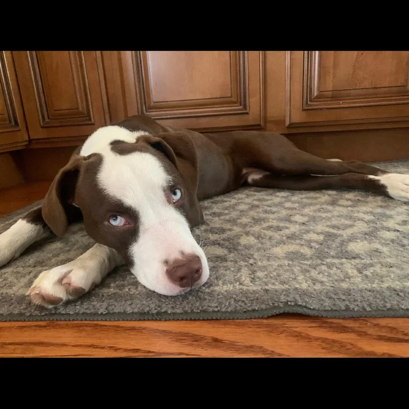 An adult medium-sized female Pit Bull Terrier dog named Hazel for adoption in Rossville, GA