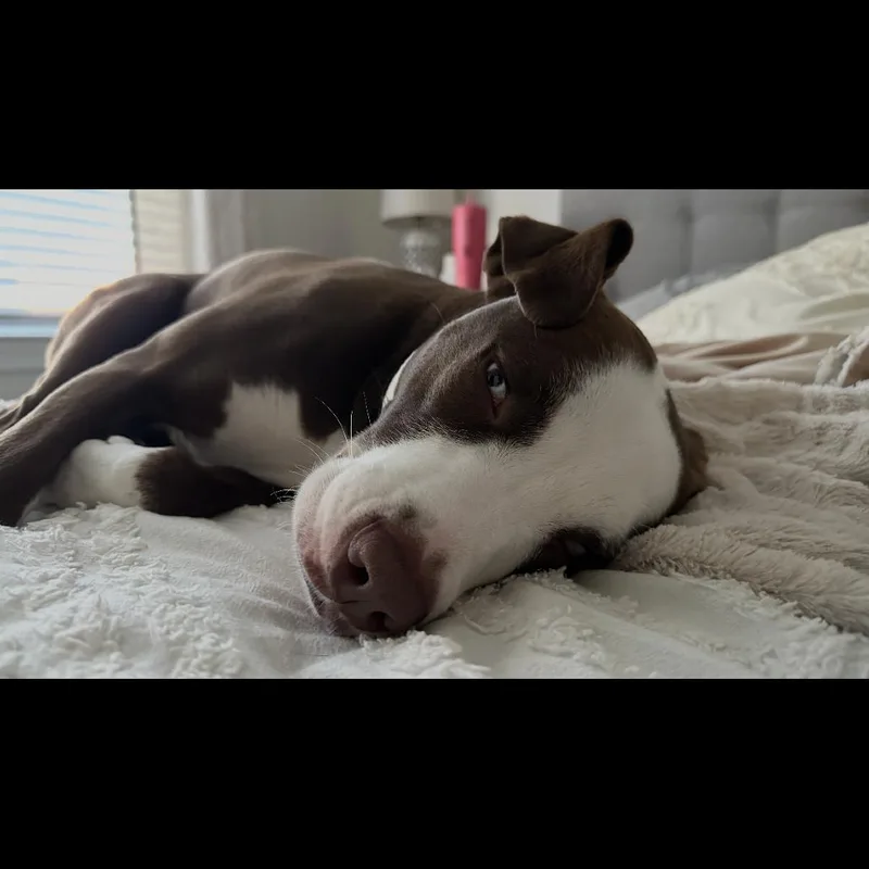 Hazel thumbnail 2