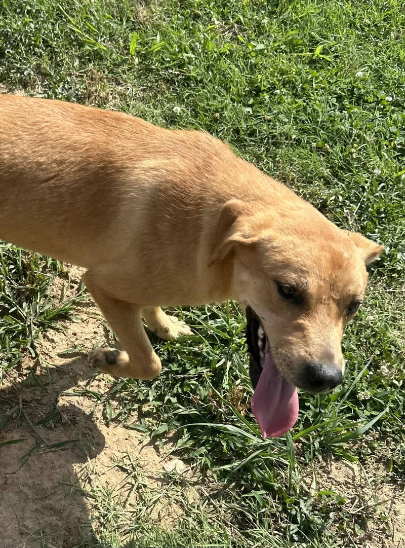 A baby medium-sized female Labrador Retriever dog named Daina for adoption in Corning, AR