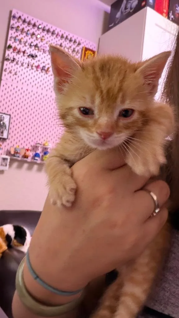 A baby medium-sized male Domestic Short Hair cat named Dragon for adoption in San Antonio, TX