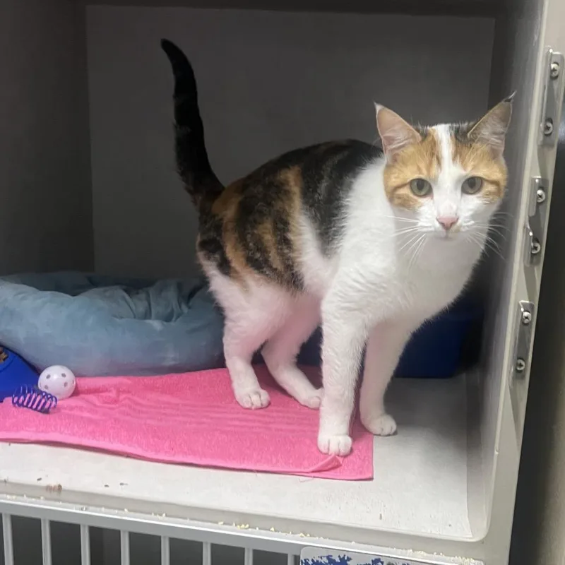 An adult small-sized female Calico Domestic Short Hair cat named Cali for adoption in Summerville, SC