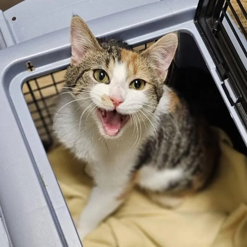 An adult medium-sized female Calico Domestic Short Hair cat named Arya for adoption in Inver Grove Heights, MN