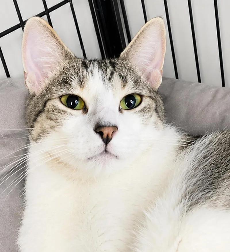 An adult medium-sized female Domestic Short Hair cat named Snapple for adoption in Cuyahoga Falls, OH