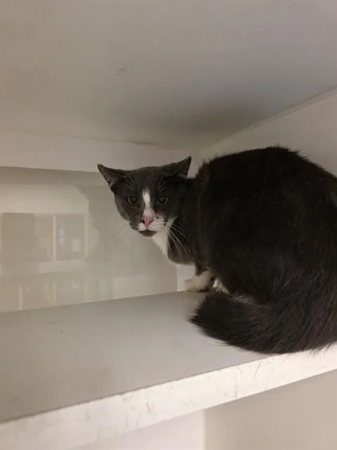 A young small-sized male Domestic Short Hair cat named Kevin for adoption in Miami, FL
