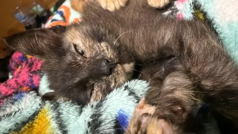 A baby small-sized female Tortoiseshell Domestic Short Hair cat named Lollygag for adoption in Sioux City, IA
