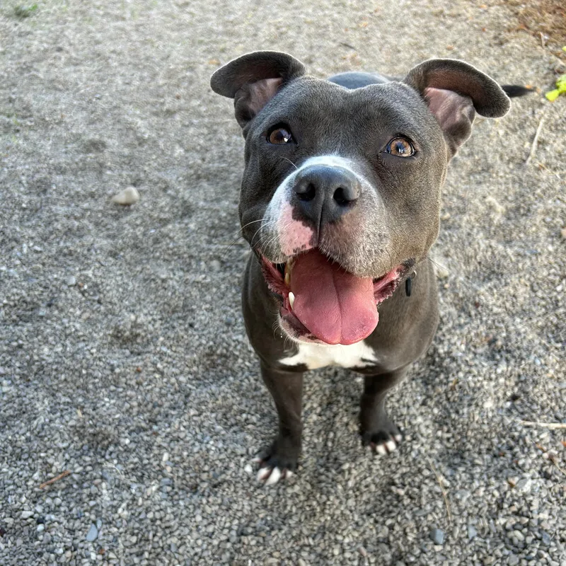 A young medium-sized female Gray / Blue / Silver Pit Bull Terrier dog named Luna for adoption in Lindon, UT