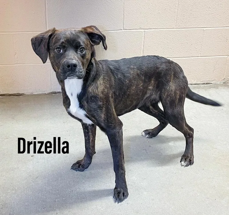 Drizella