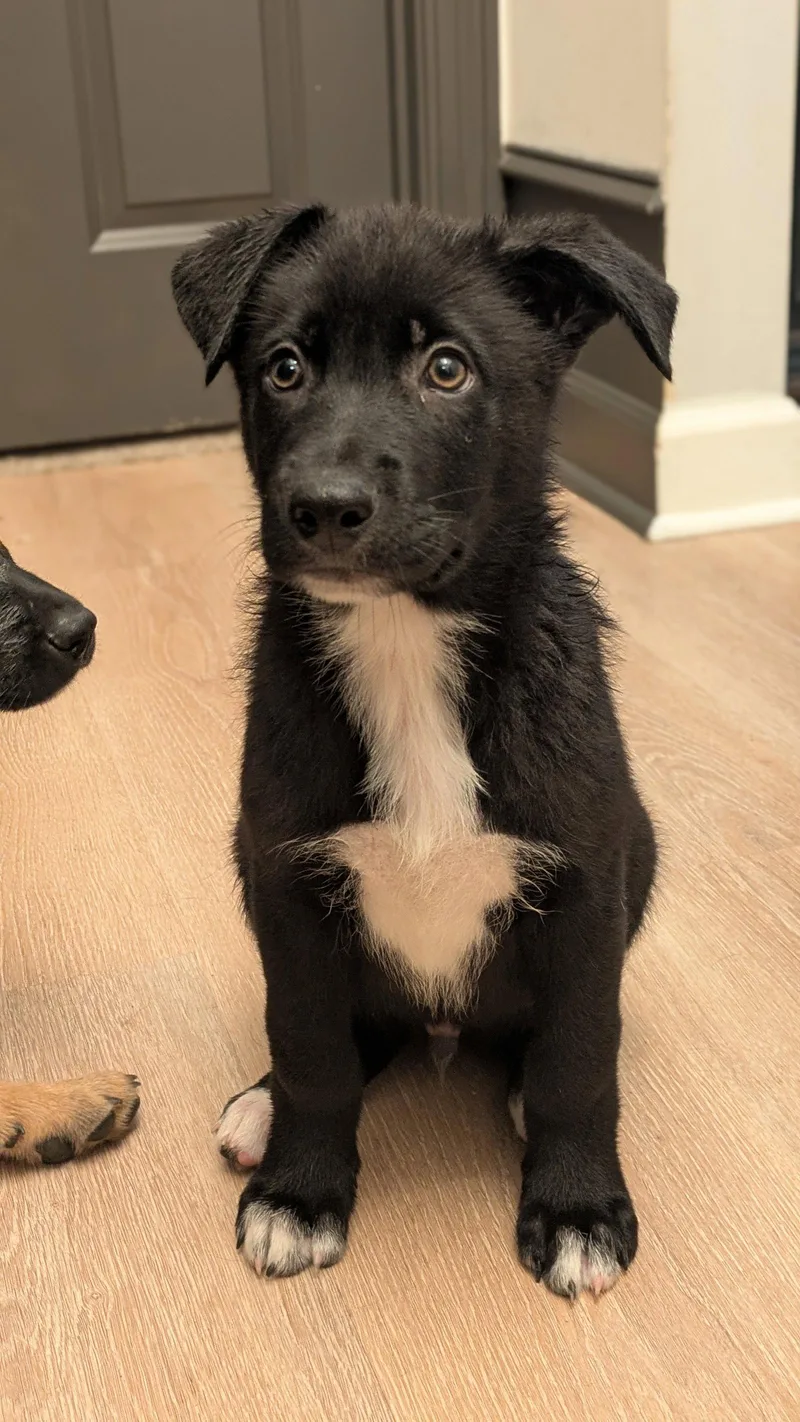 A baby medium-sized male Labrador Retriever dog named Dean for adoption in Antioch, TN