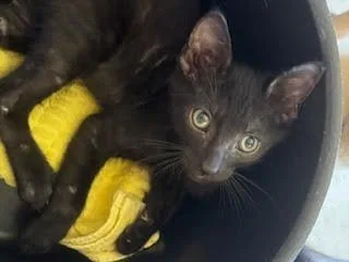 Ronibeans