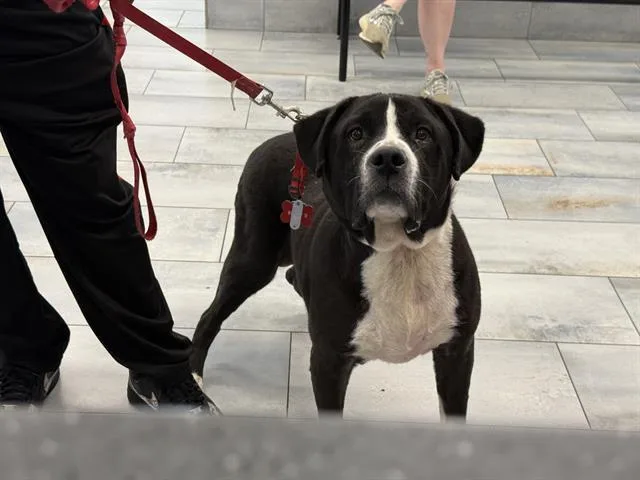 An adult medium-sized male Pit Bull Terrier dog named Snoop for adoption in Charlotte, NC