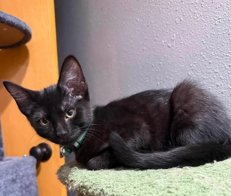 A baby large-sized male Black Domestic Short Hair cat named Pepe Le Pew for adoption in Sioux City, IA