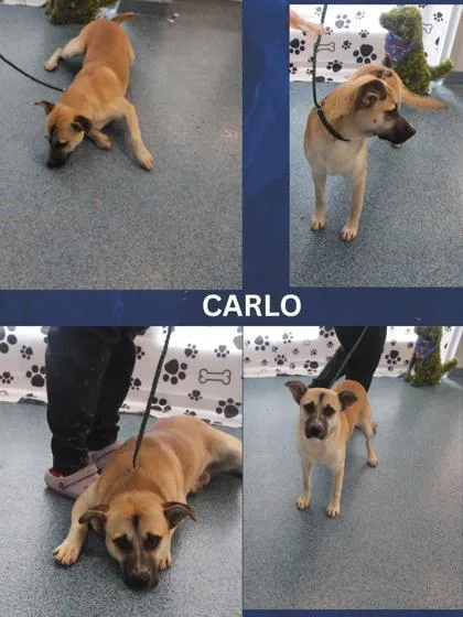 Carlo thumbnail 3
