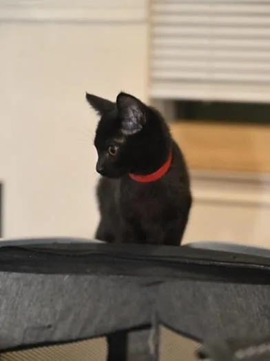 A baby medium-sized male Black Bombay cat named Raphael for adoption in Liverpool, TX
