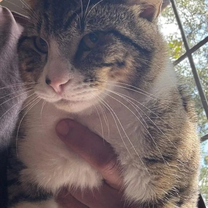 A young medium-sized male Brown / Chocolate Domestic Short Hair cat named Pickles for adoption in Webster, TX