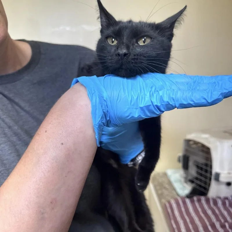 An adult medium-sized female Black Domestic Short Hair cat named Halara for adoption in Corinth, MS