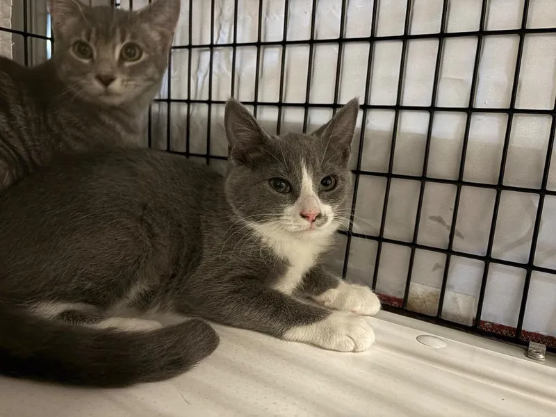 A baby medium-sized female Domestic Short Hair cat named Anaheim for adoption in Raleigh, NC