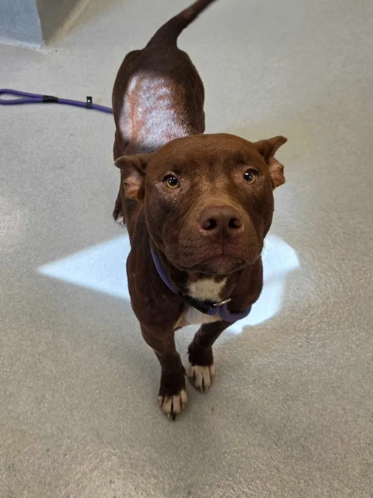 A young large-sized male Pit Bull Terrier dog named Adrien Brody for adoption in Chillicothe, OH