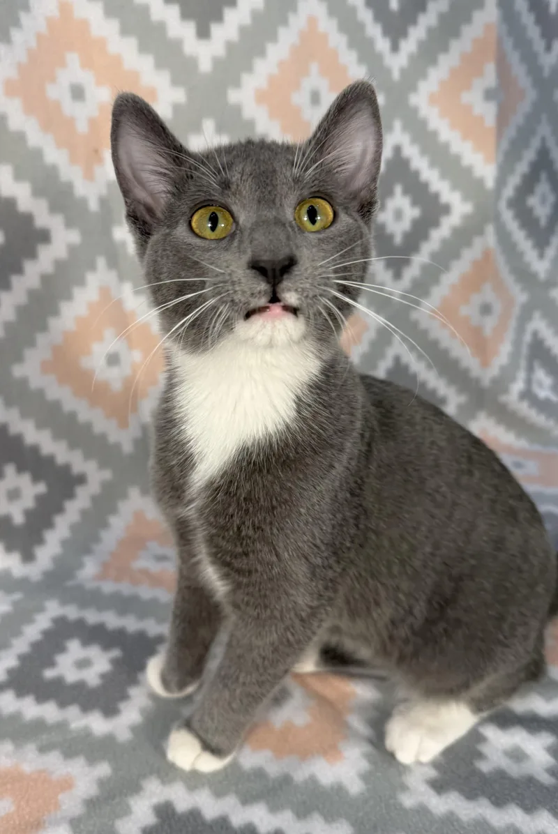 A baby medium-sized female Gray / Blue / Silver Domestic Short Hair cat named Hattie for adoption in Minneapolis, MN