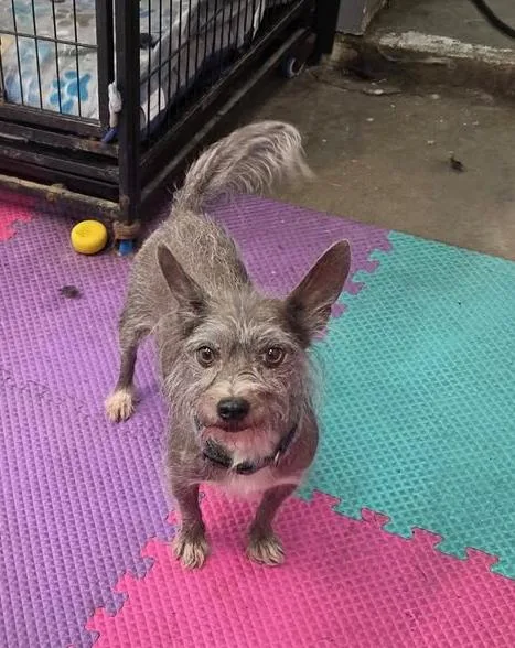 A senior small-sized female Gray / Blue / Silver Chinese Crested Dog dog named Roxie for adoption in TULSA, OK