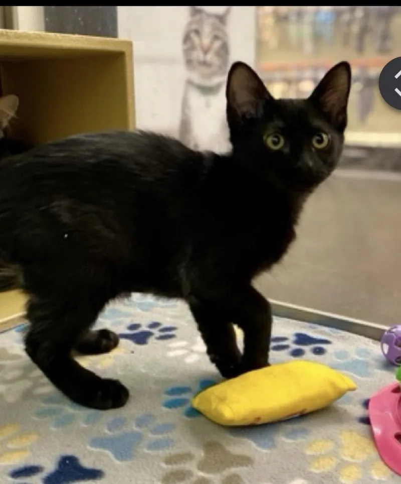 A baby medium-sized male Black Domestic Short Hair cat named Clementine for adoption in Lafayette, CO