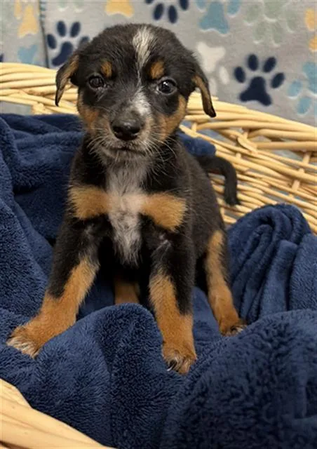 A baby small-sized male Australian Shepherd dog named Ram for adoption in Rosenberg, TX