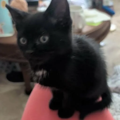 A baby small-sized male Black Domestic Medium Hair cat named Goose for adoption in Mocksville, NC