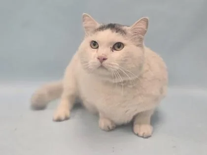 An adult small-sized male Domestic Short Hair cat named Max for adoption in Coon Rapids, MN