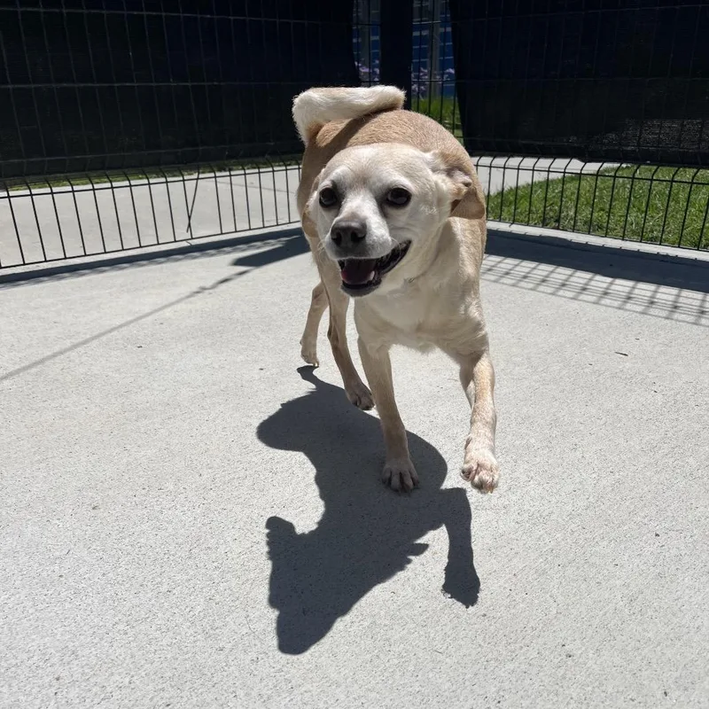 An adult small-sized female Yellow / Tan / Blond / Fawn Chihuahua dog named Bubbles for adoption in Long Beach, CA