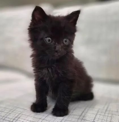 A baby small-sized male Domestic Short Hair cat named Chip for adoption in San Antonio, TX